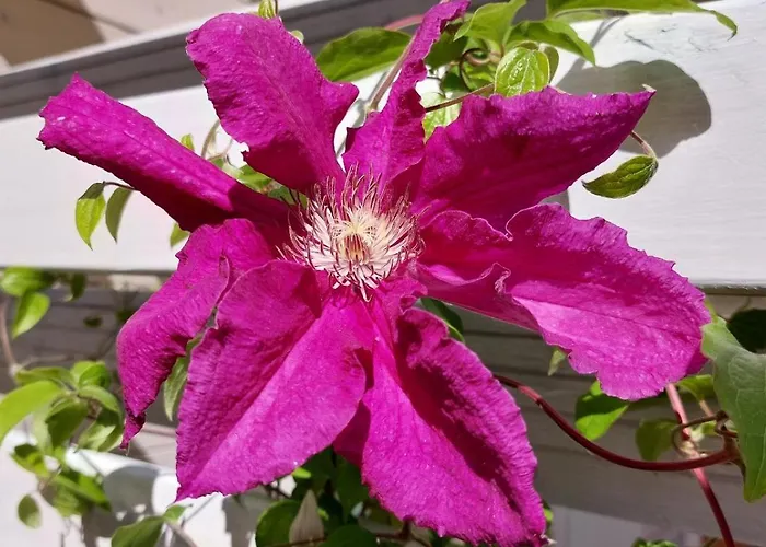 Północ-południe Dom wakacyjny *